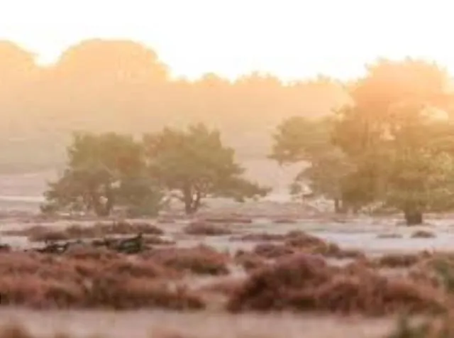 Bosrijk Austerpark 29 Lägenhet