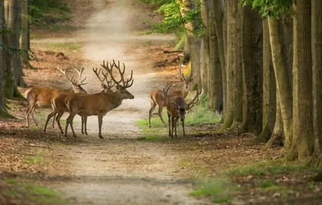 Bosrijk Austerpark 29 Apartmán