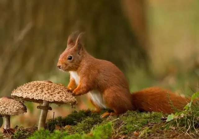 Bosrijk Austerpark 29 * Putten