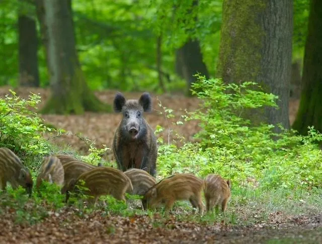 Bosrijk Austerpark 29 Apartmán *