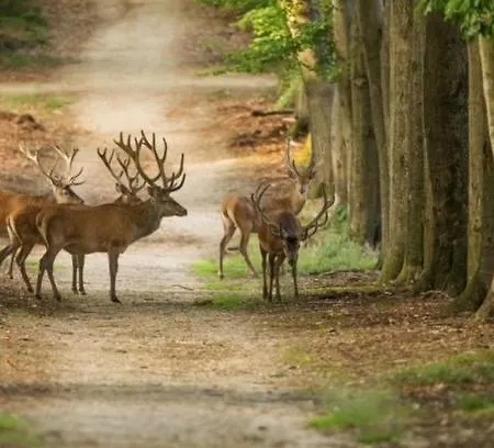 Bosrijk Austerpark 29 Appartamento