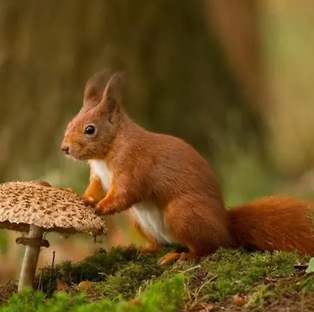 Bosrijk Austerpark 29 * Putten