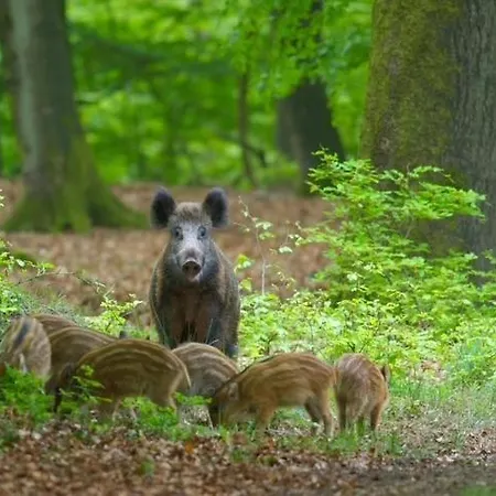 Bosrijk Austerpark 29 Appartamento *