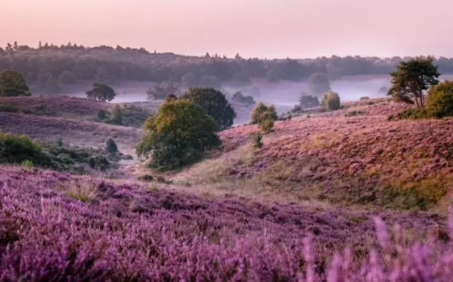 Bosrijk Austerpark 29